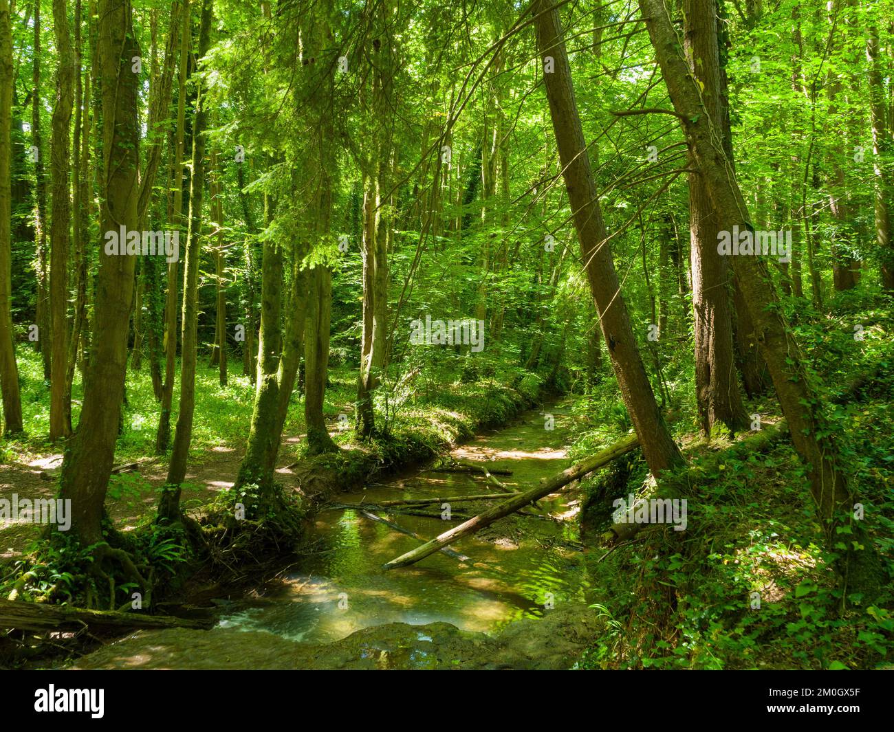 A stream flowing through woodland at Butcombe, North Somerset, England ...