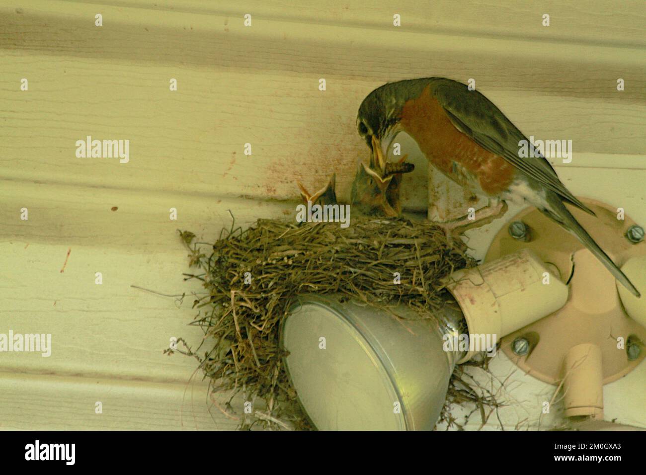 A Robin bird feeding its babies in the nest Stock Photo Alamy