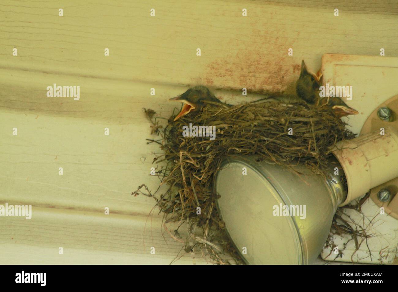 Robin babies in nest begging for food Stock Photo Alamy