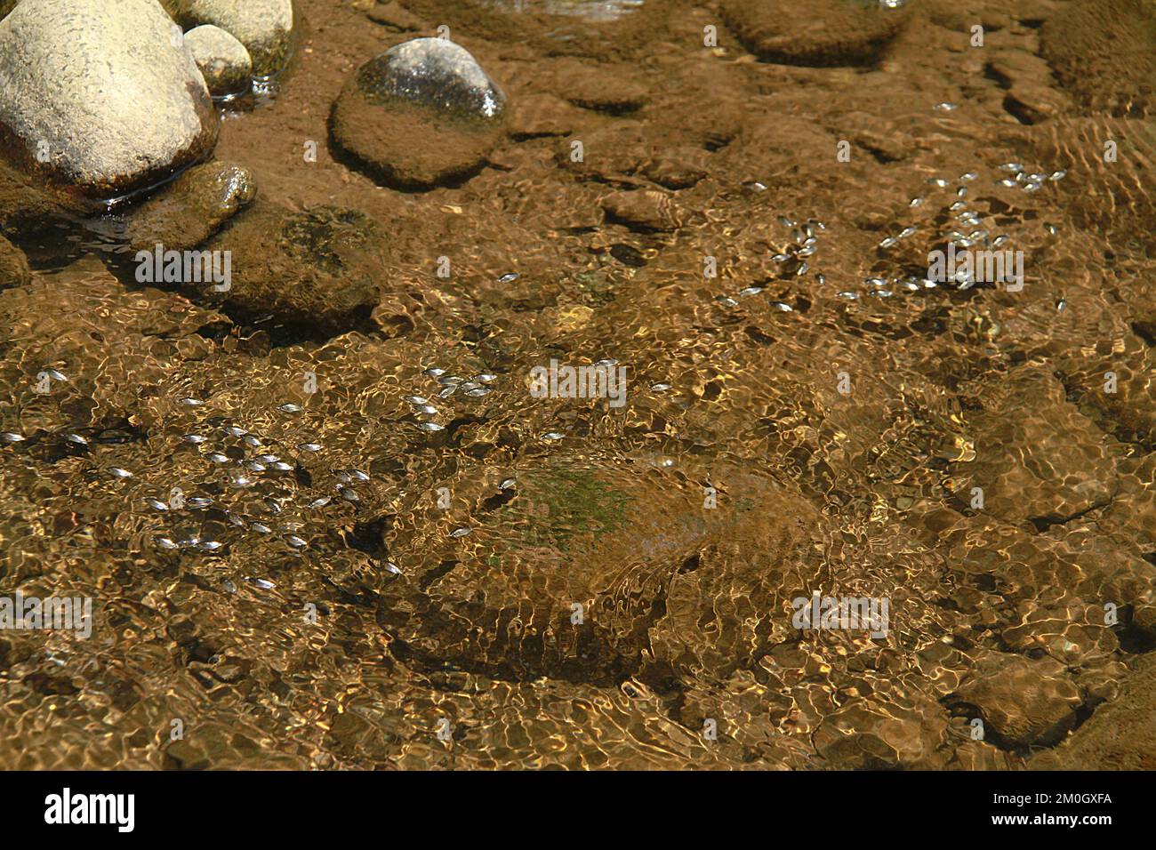 Va Stream Insects Virginia insects hi-res stock photography and images - Alamy