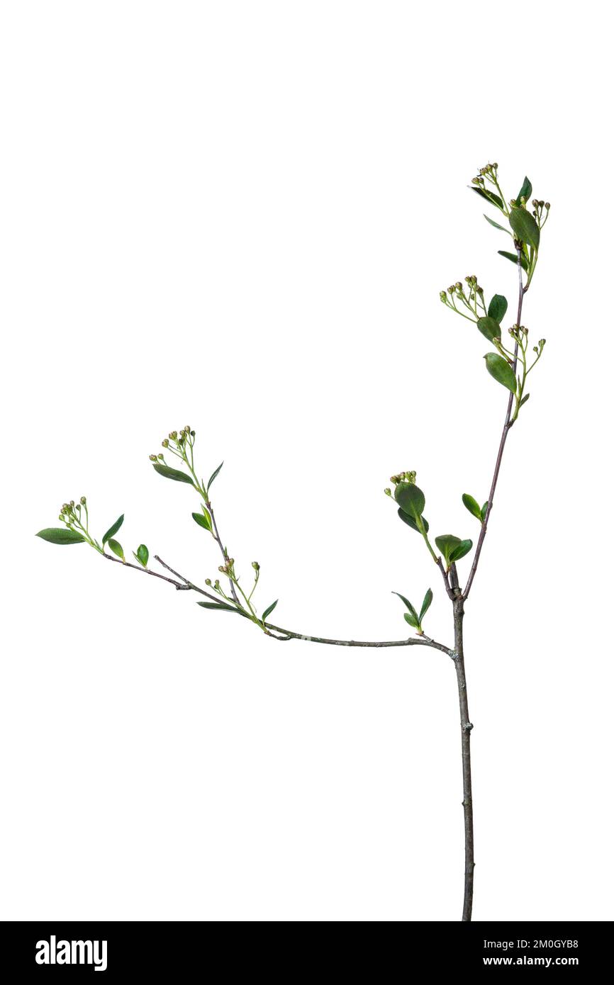 Chokeberry (Aronia prunifolia Nero), exempted, Höltinghausen, Lower Saxony, Germany, Europe Stock Photo