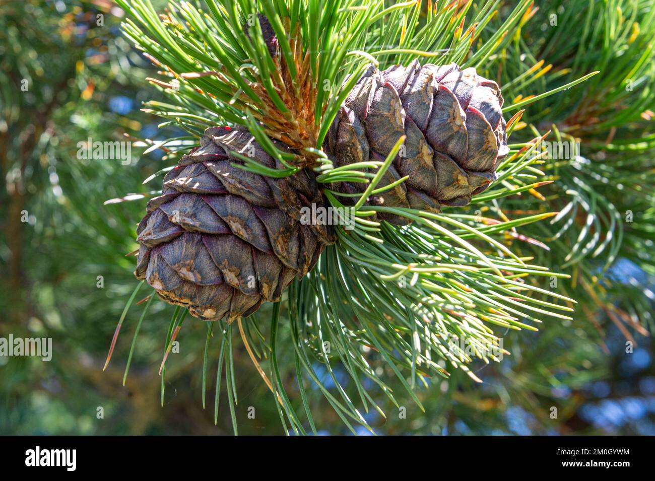 swiss stone pine fruits, bormio, italy Stock Photo