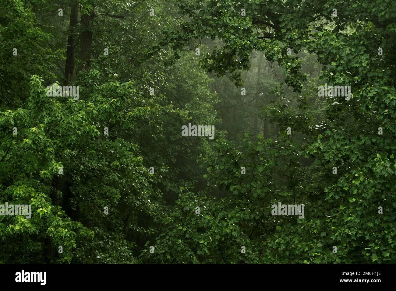 Thick jungle growth hi-res stock photography and images - Alamy