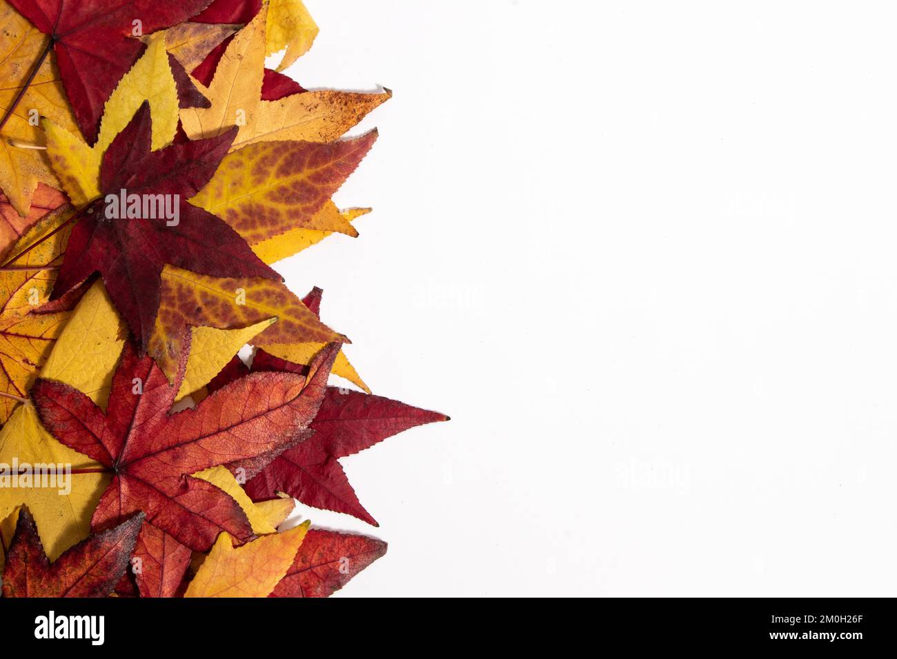 Colorful autumn leaves on white background. Flat lay. Stock Photo