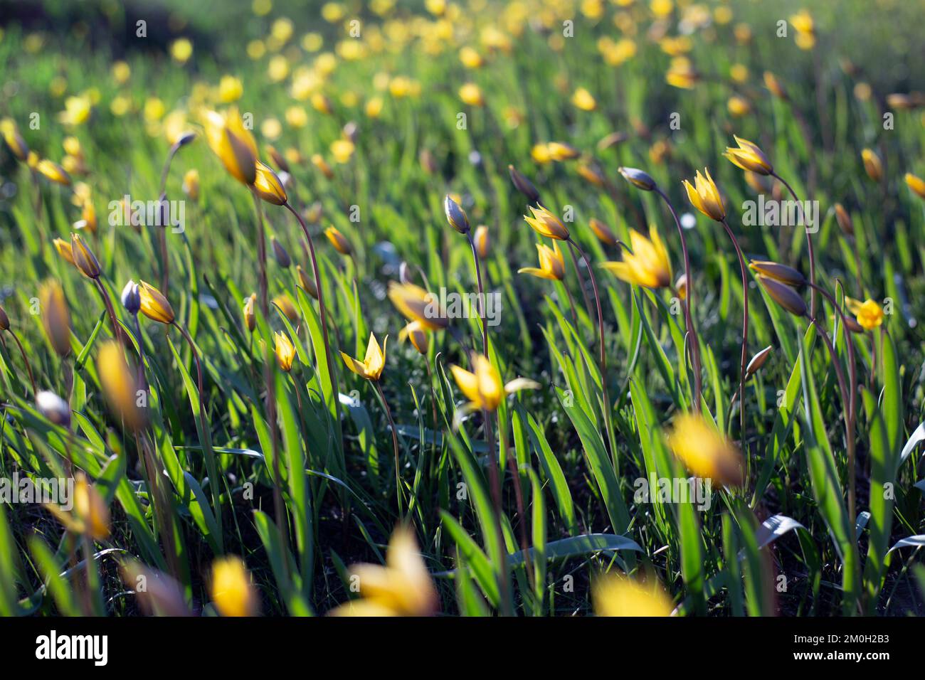 spring - yellow tulips in the meadow Stock Photo