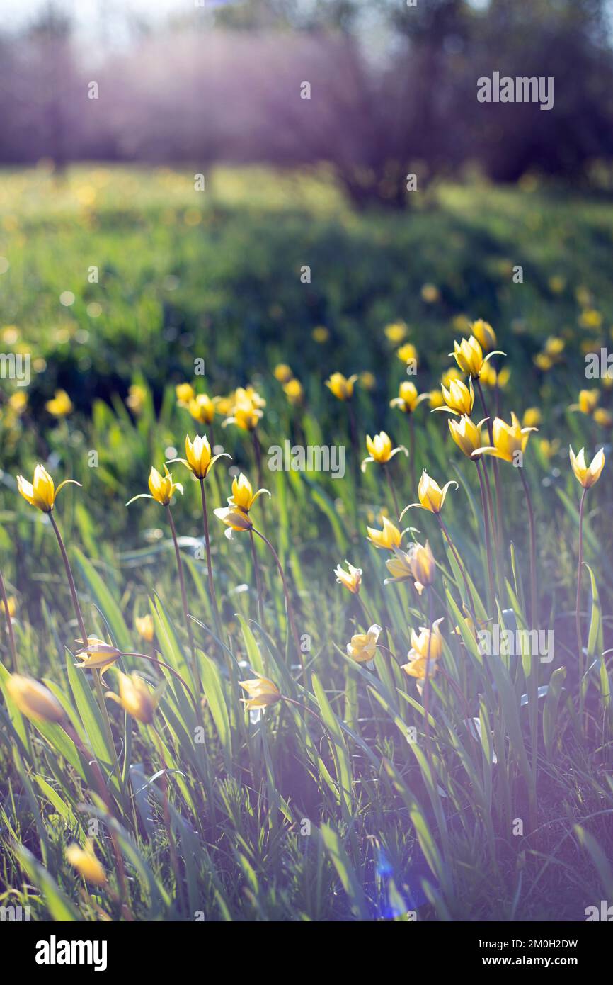 spring - yellow tulips in the meadow Stock Photo