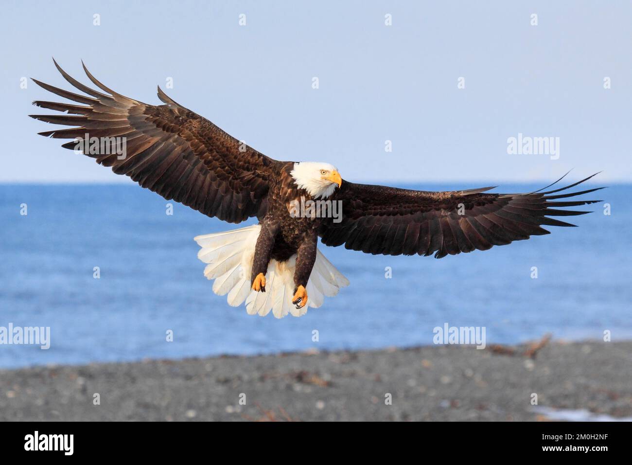 Alaska bald eagle hi-res stock photography and images - Alamy