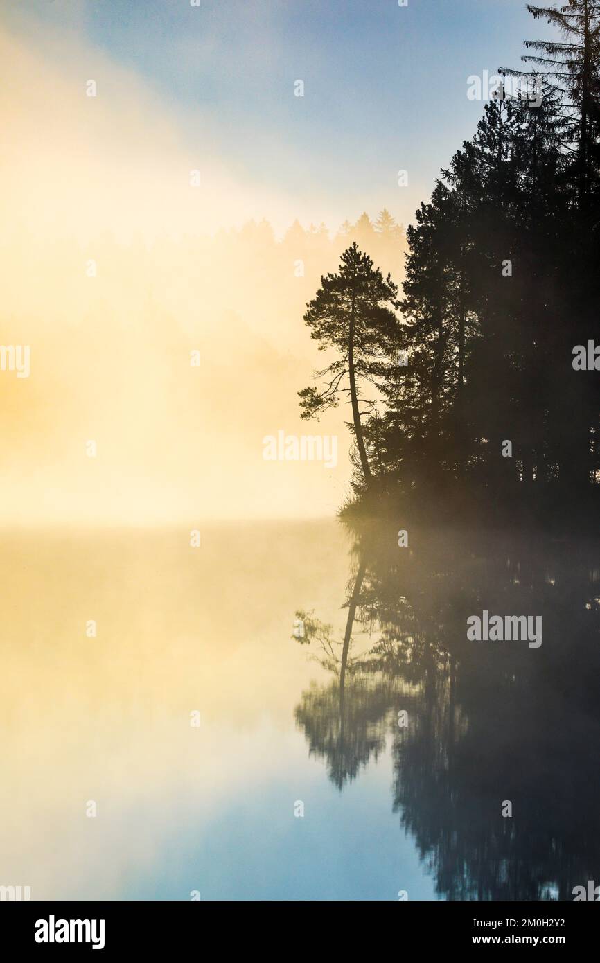 Pine and forest silhouette at sunrise backlit with fog over the bog lake Étang de la Gruère in the canton of Jura, Switzerland, Europe Stock Photo