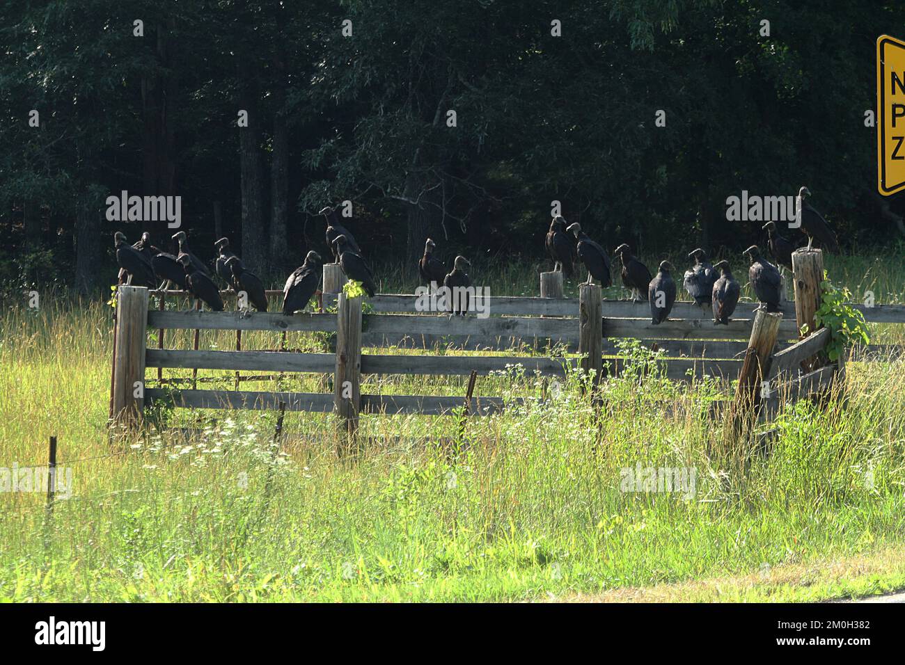 Turkey vultures in rural Virginia, USA Stock Photo Alamy