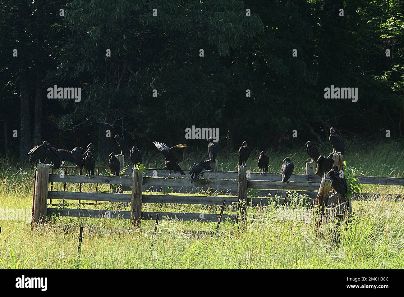 Turkey vultures in rural Virginia, USA Stock Photo Alamy