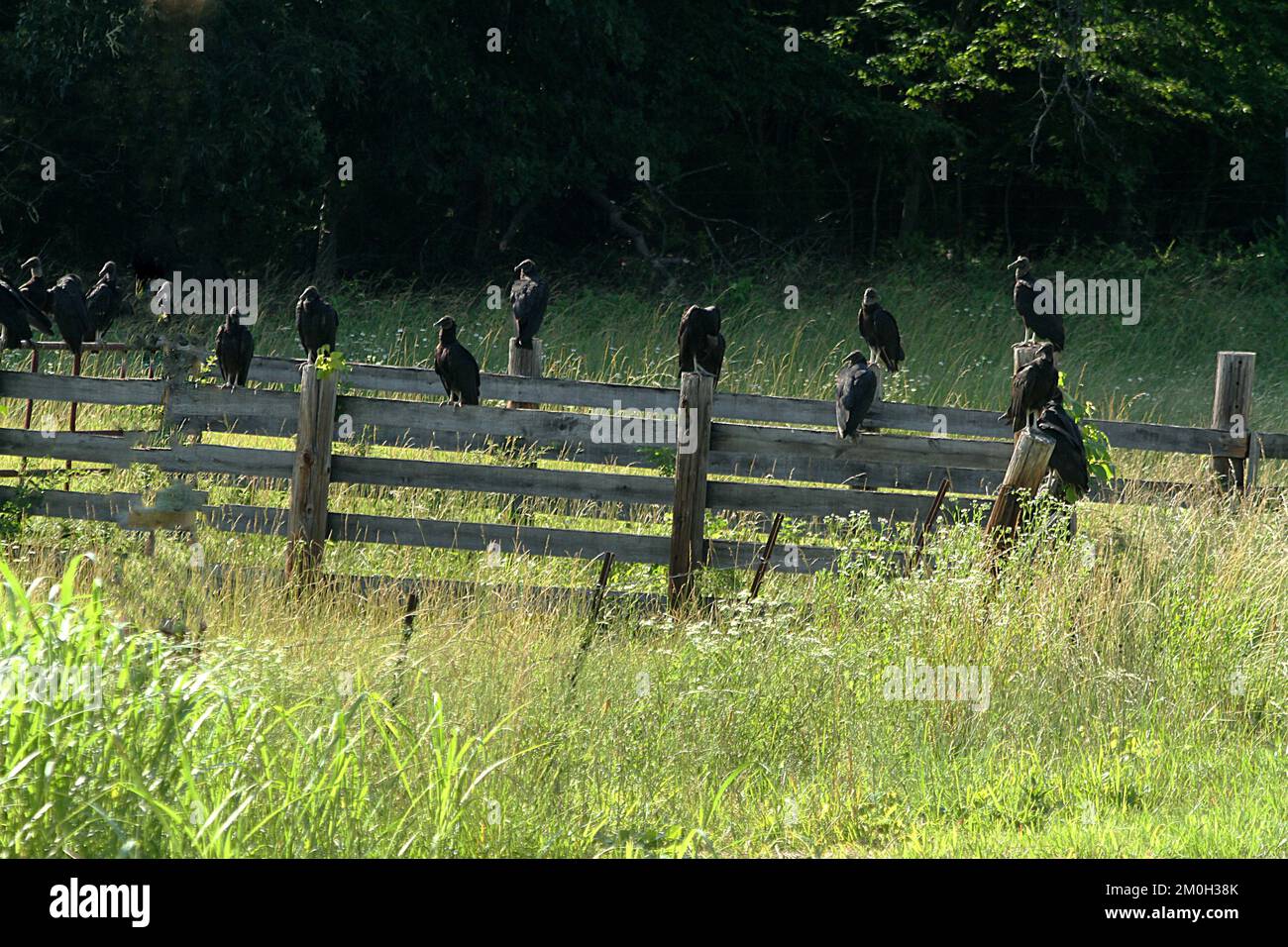 Vulture turkey vultures hires stock photography and images Alamy