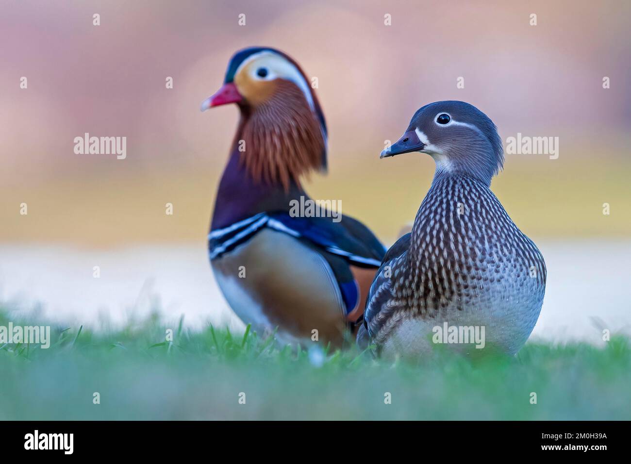 Mandarin Duck (Aix galericulata) female, male in background, hoarfrost, pair, breeding dress, mating, courtship, Dessau-Wörlitz Garden Realm, park lan Stock Photo