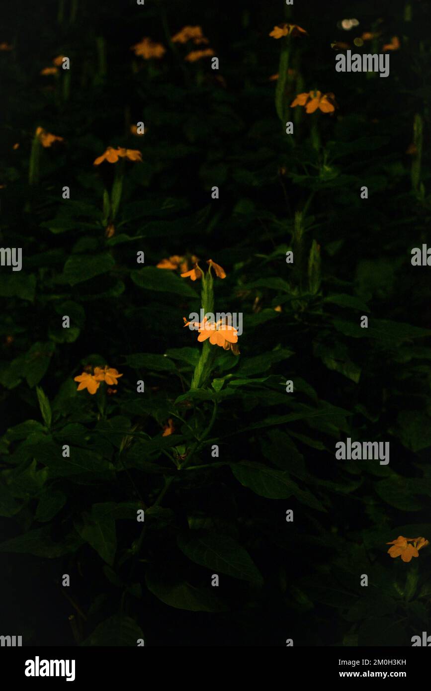A vertical closeup of an orange flower Aphelandra crossandra in garden blurred dark background Stock Photo