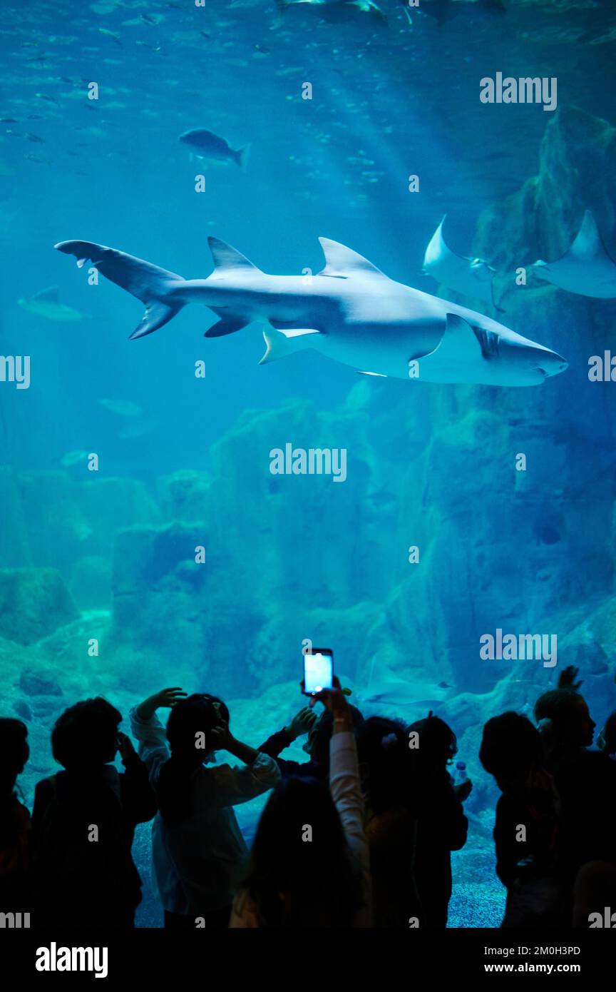 Big shark swim over people inbig blue water of aquarium Stock Photo