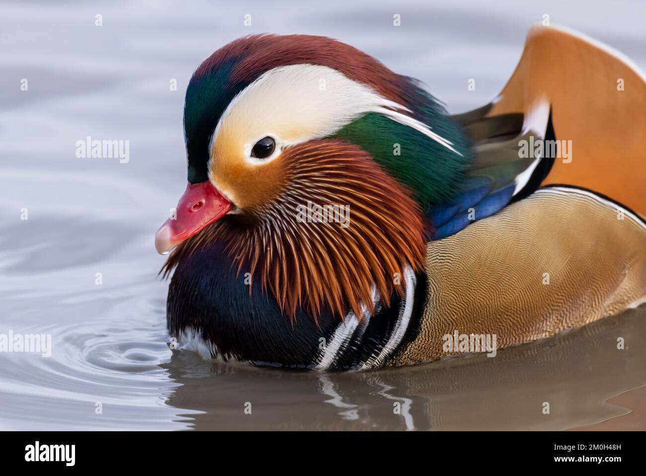 Manderin Duck close up Stock Photo