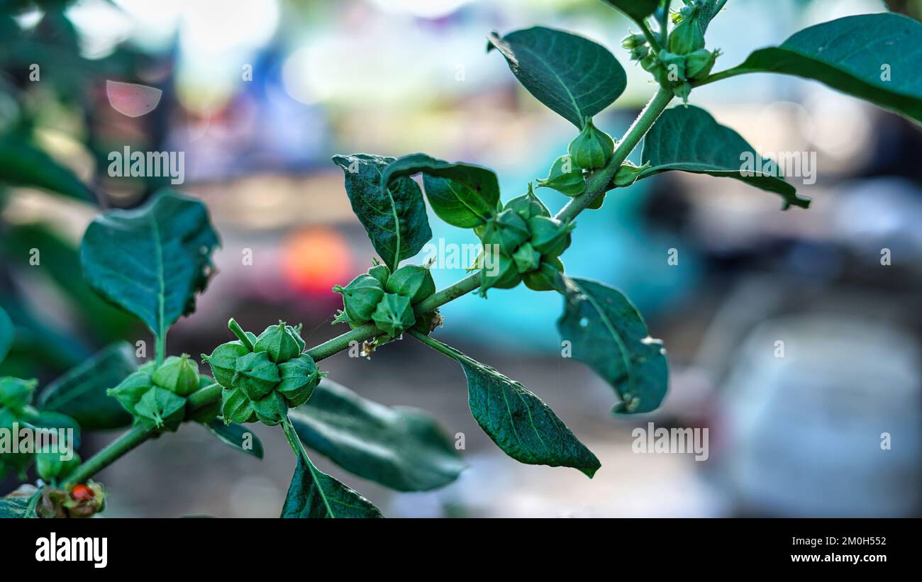 Green fruits of an ashwagandha plant, Withania somnifera, a medical herb from countryside India. Stock Photo