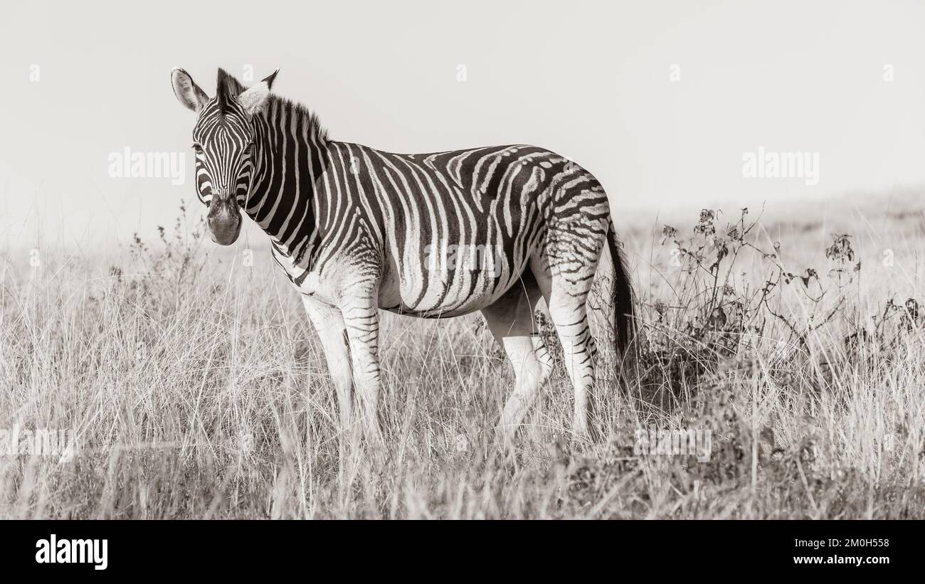 Wildlife Zebra animal with herd in their habitat wilderness protected safari park reserve over the rugged terrain sepia black white toned photograph Stock Photo