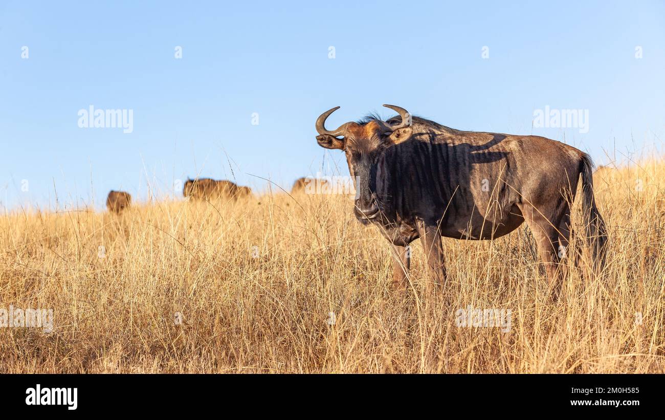 Wildlife blue wildebeest bull male animal with herd in their habitat  wilderness protected safari park reserve over the rugged terrain. Stock Photo