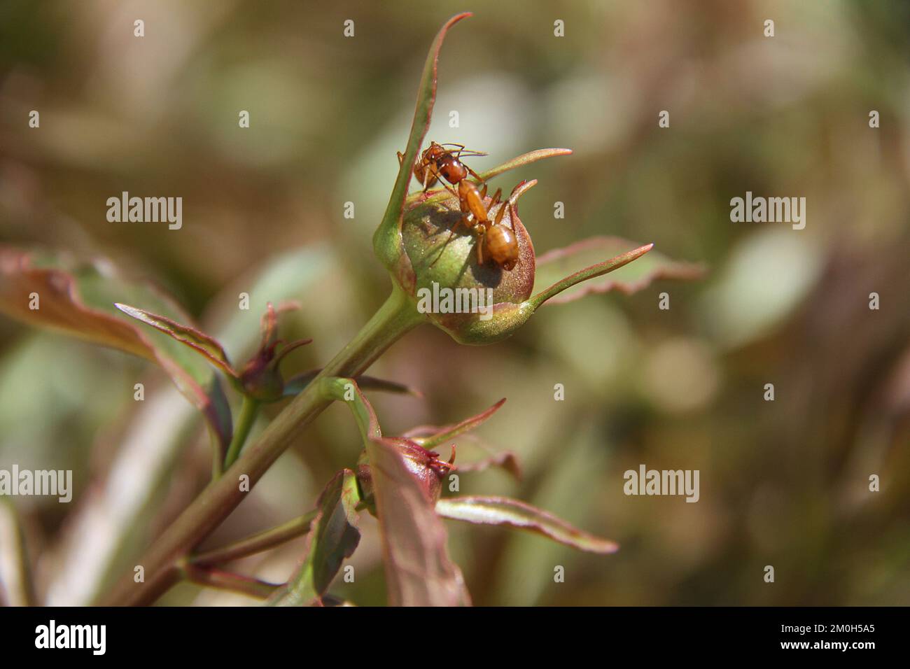 Ants on the buds of a Peony Stock Photo