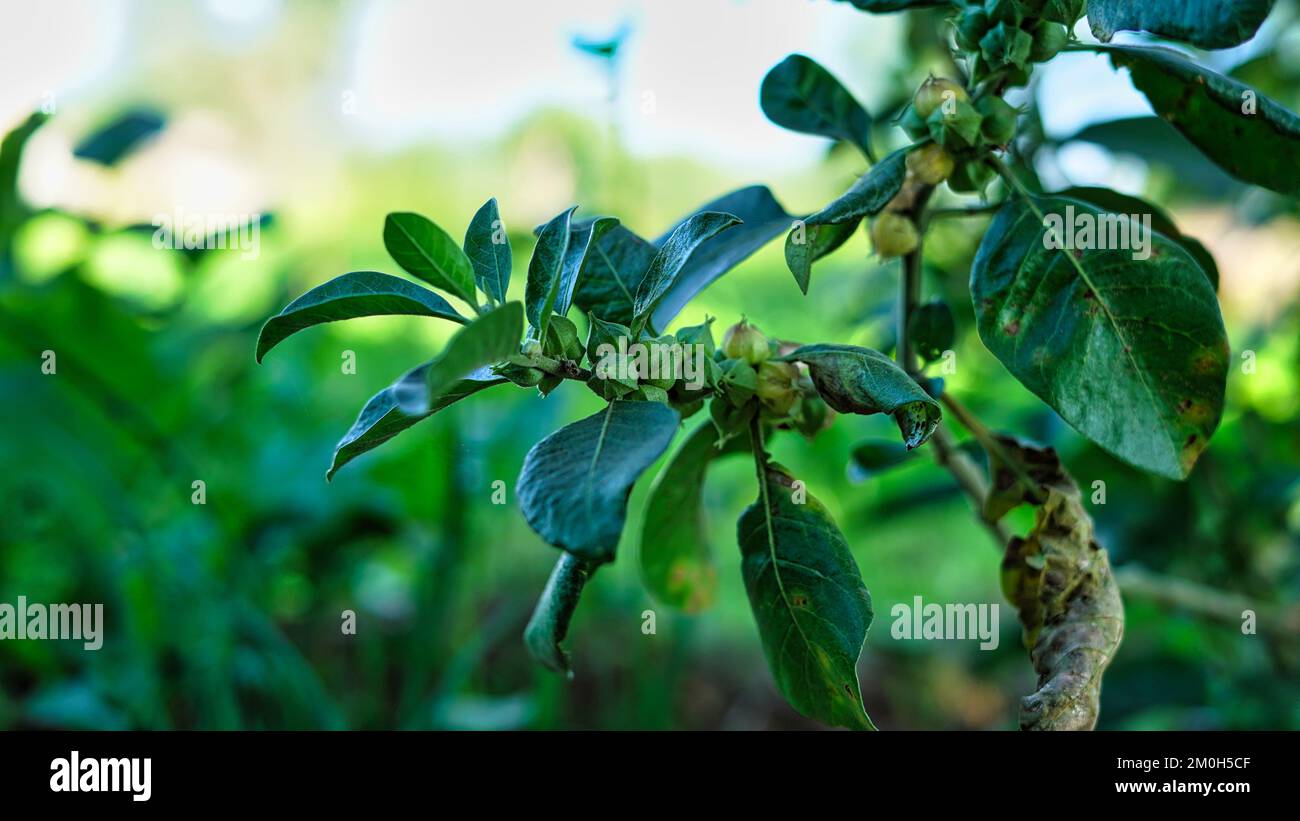 Ashwagandha Dry Red Fruits Medicinal Herb with Fresh Leaves, Ashwagandha, Indian Ginseng, Poison Gooseberry, or Winter Cherry Stock Photo