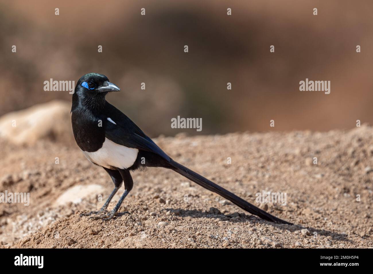 Maghreb Magpie, Pica mauritanica, Souss-Massa National Park, Morocco Stock Photo