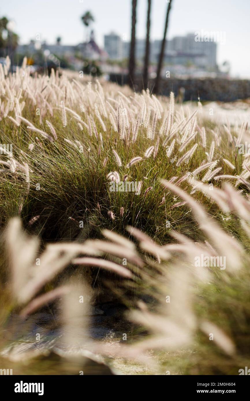Grass Plant on Beach in Coronado Stock Photo