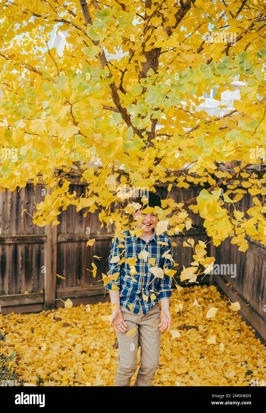 Happy boy throwing yellow gingko leaves in the air on fall day. Stock Photo