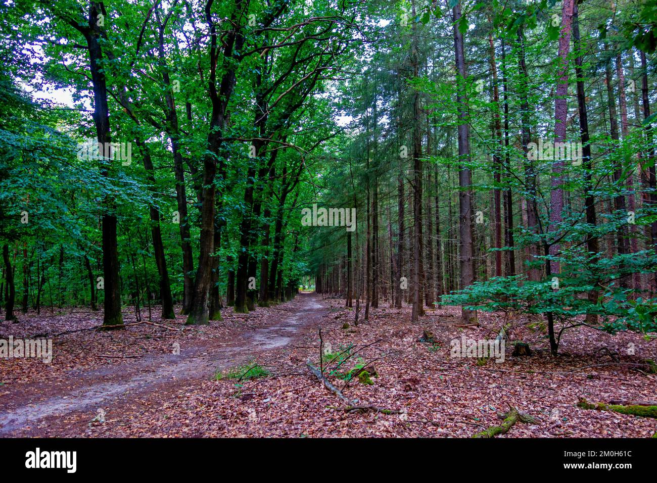 Forest Scenery Of The Veluwe Netherlands Stock Photo Alamy