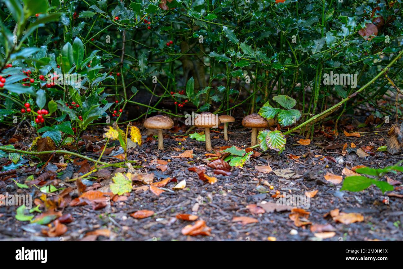Close up of Deer mushroom (Pluteus cervinus) Stock Photo