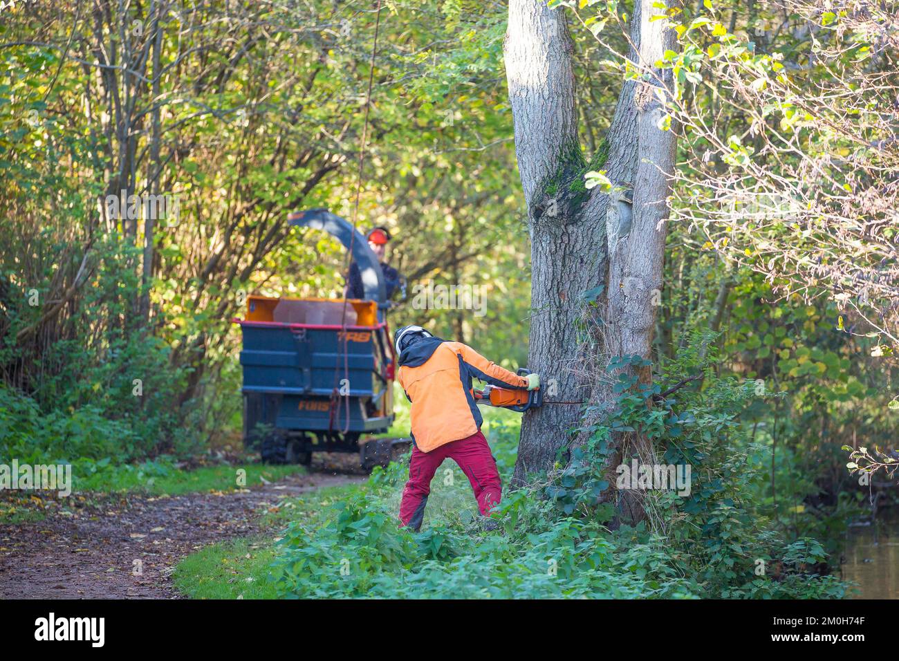 Rear view of a UK tree surgeon and assistant cutting down a large tree