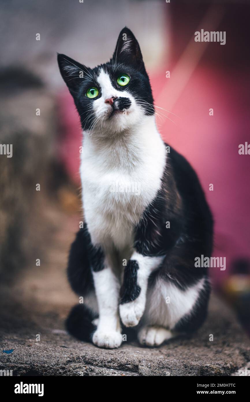Istanbul stray street cat black and white Stock Photo - Alamy