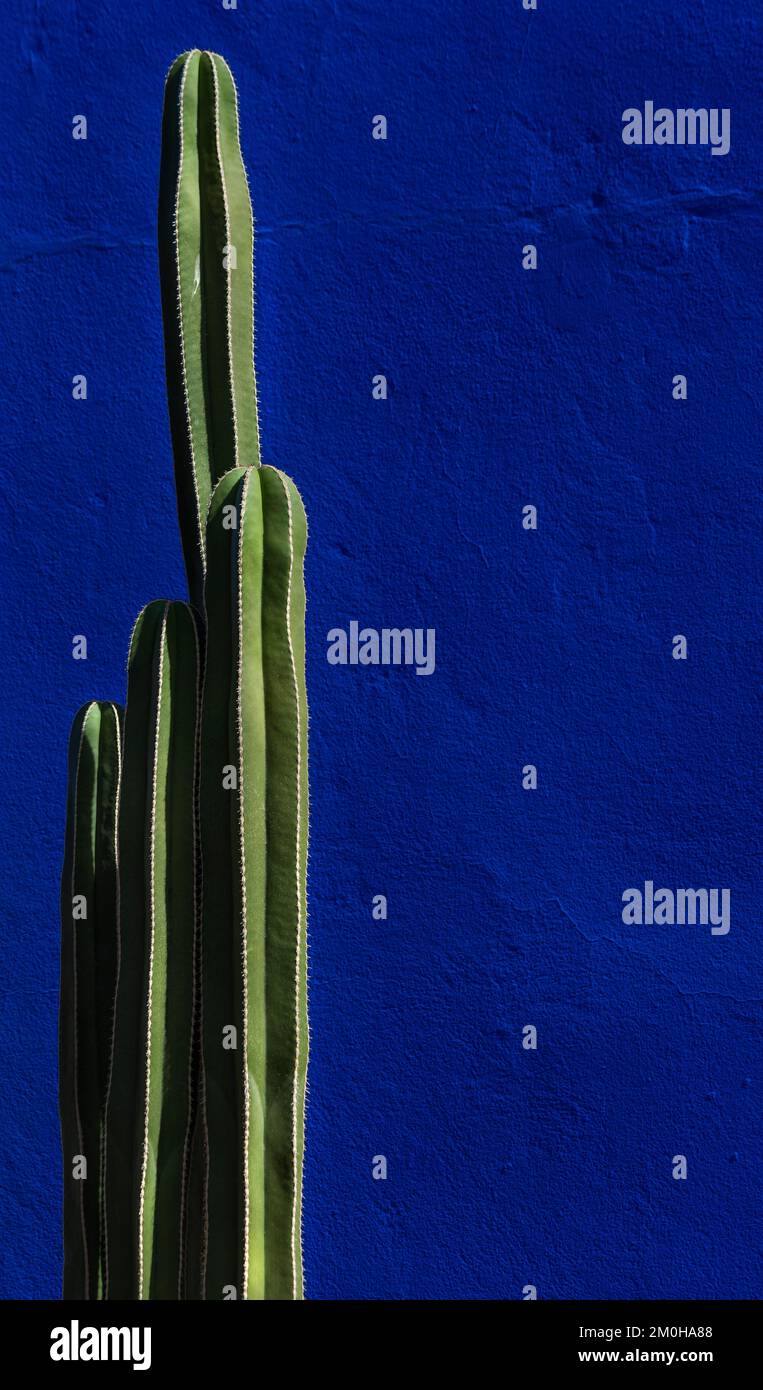 Cactus on a blue background Stock Photo
