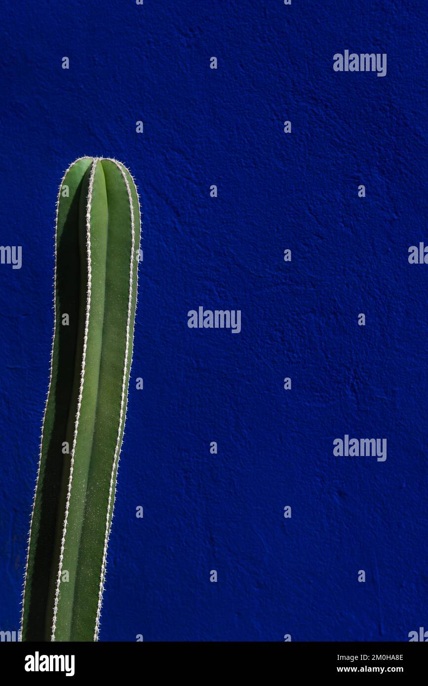 Cactus on a blue background Stock Photo