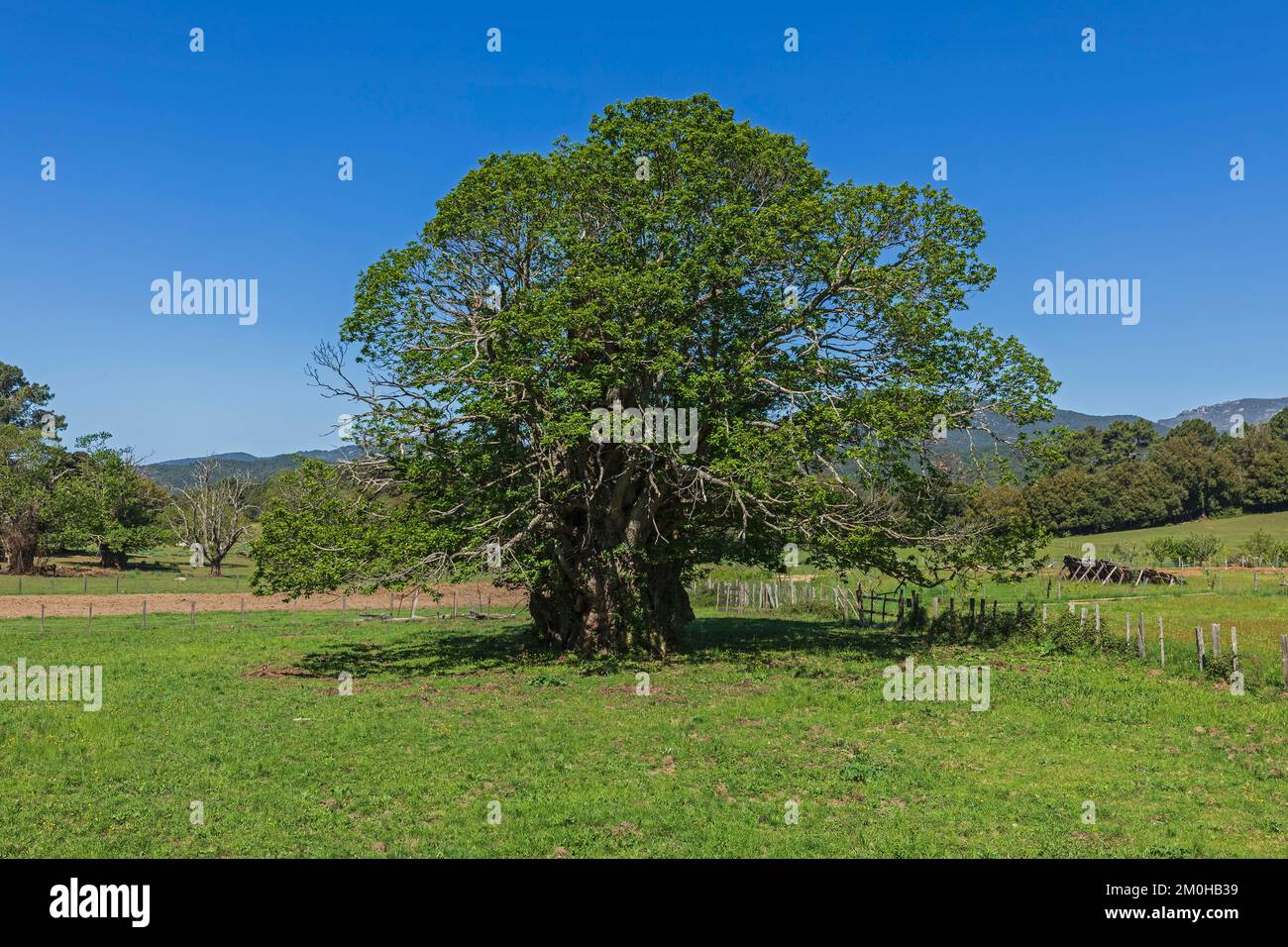 France, Corse du Sud, Zonza, tree in the middle of a field Stock Photo