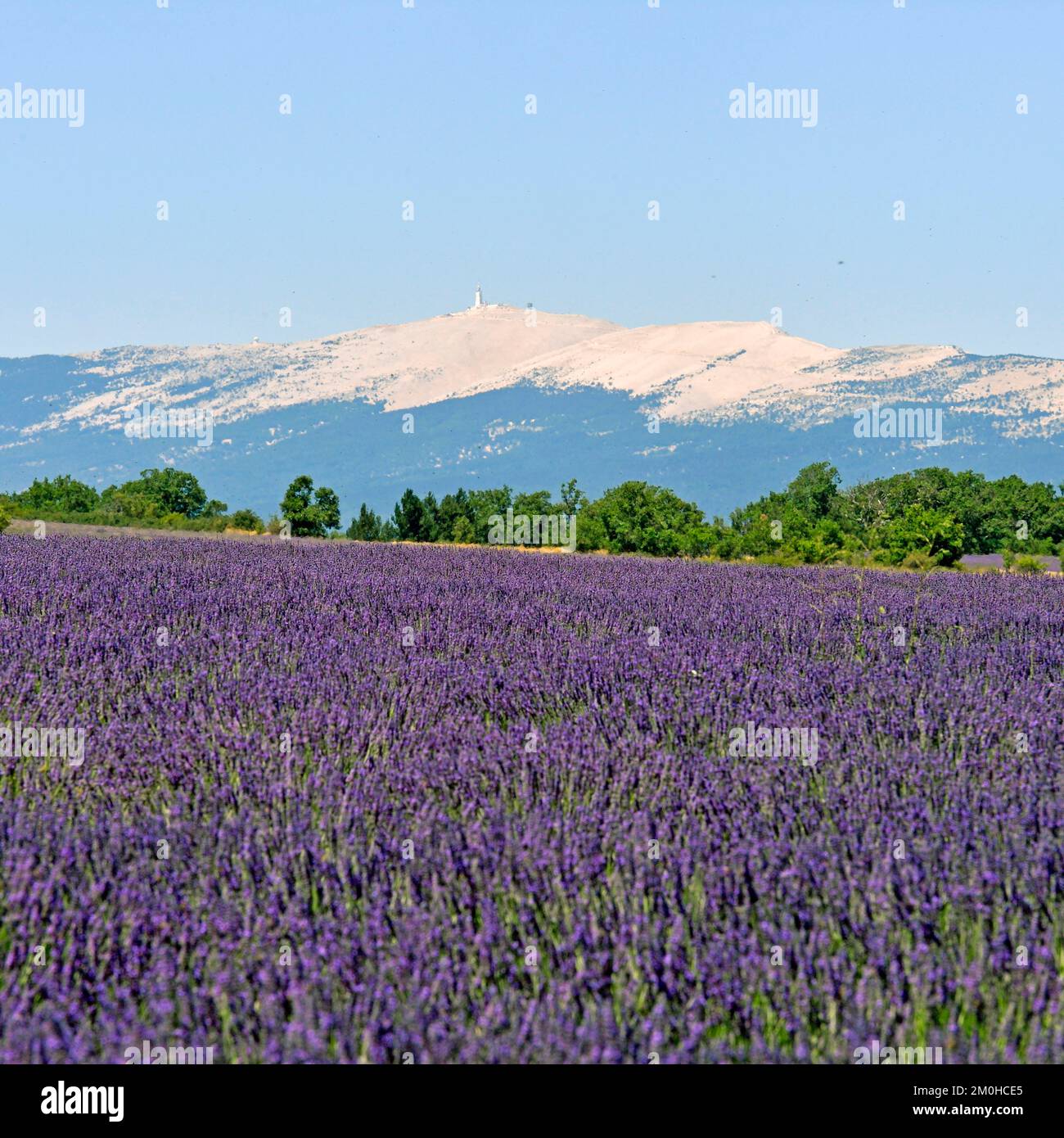 France, Vaucluse, Parc Naturel Regional du Mont Ventoux, near Sault ...