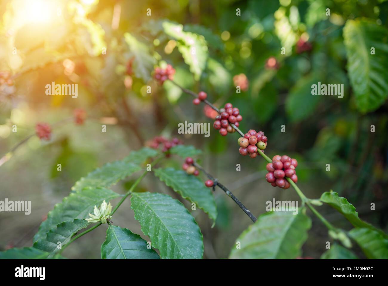 Berry robusta coffee tree in the garden at Mekong riverside Nong Khai ...