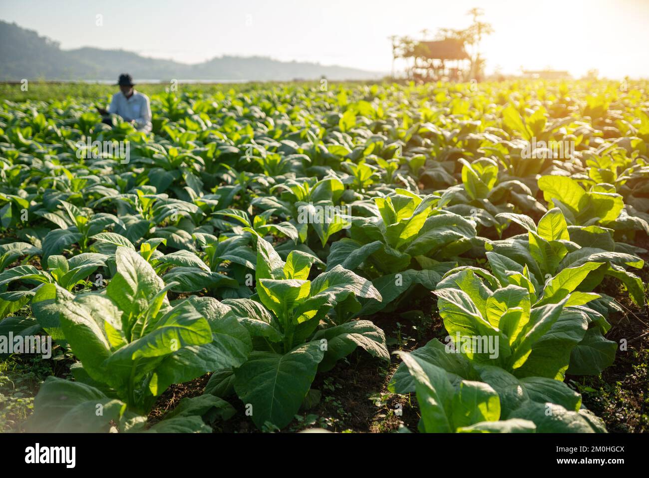 garden in the tobacco field Mekong riverside in Nong Khai Province Thailand. Stock Photo