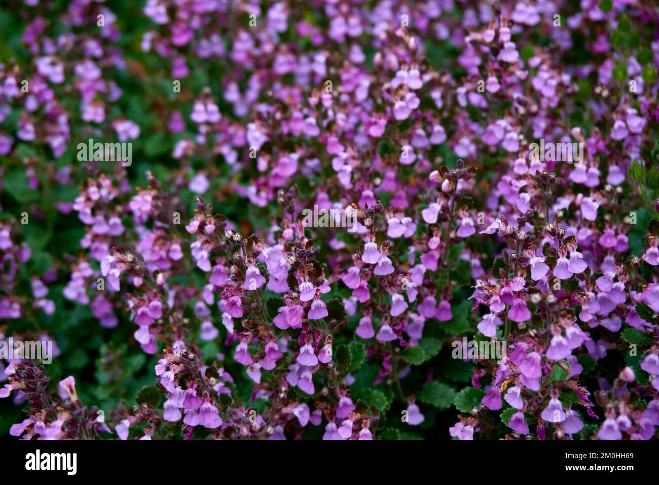 Flowers of Wall Germander, Teucrium chamaedrys. Stock Photo