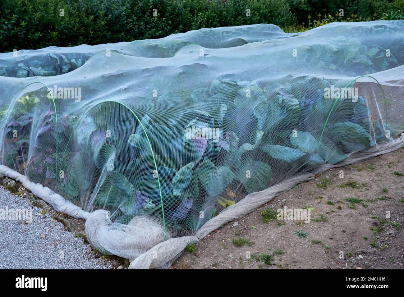 Cabbage whites netting hires stock photography and images Alamy