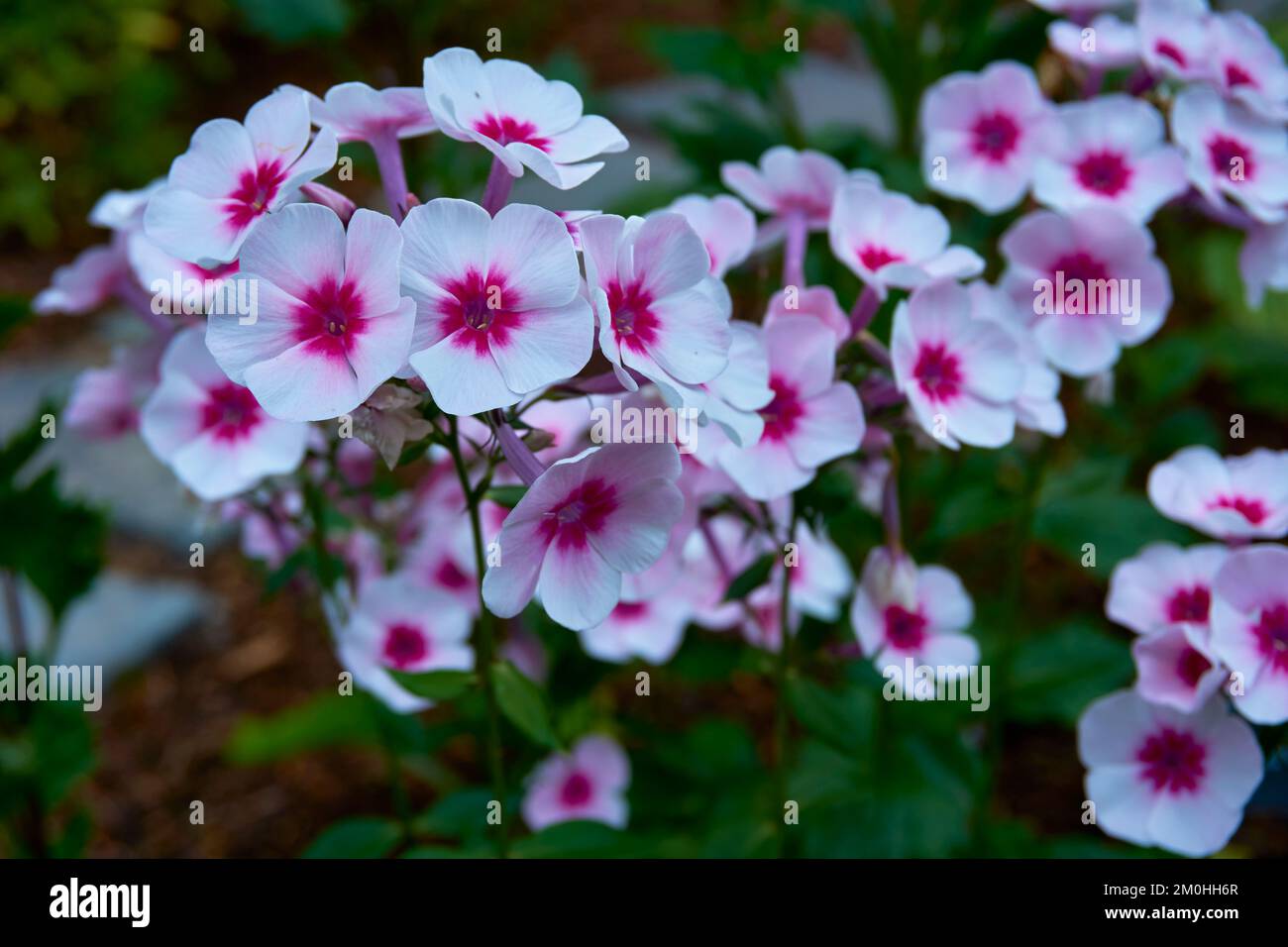 Flowers of herbaceous garden plant Phlox paniculata Swizzle. Stock Photo