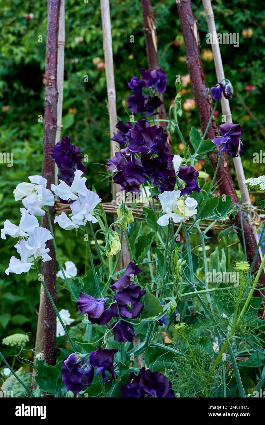 Sweet peas growing up a support made from canes and tree branches. Stock Photo