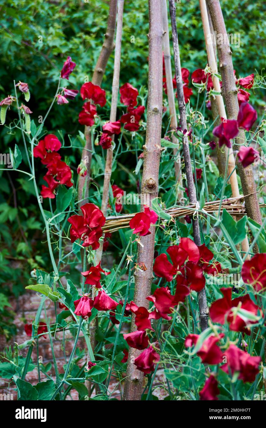 Red sweet peas growing up a support made from tree branches and bamboo canes. Stock Photo
