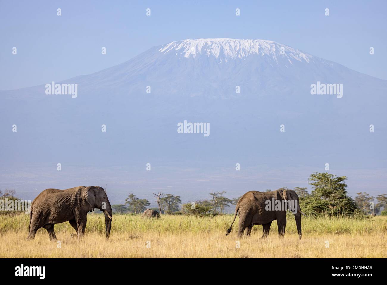 Kenya, Kimana sanctuary, near Amboseli, African Elephant (Loxodonta africana), and Kilimanjaro Stock Photo