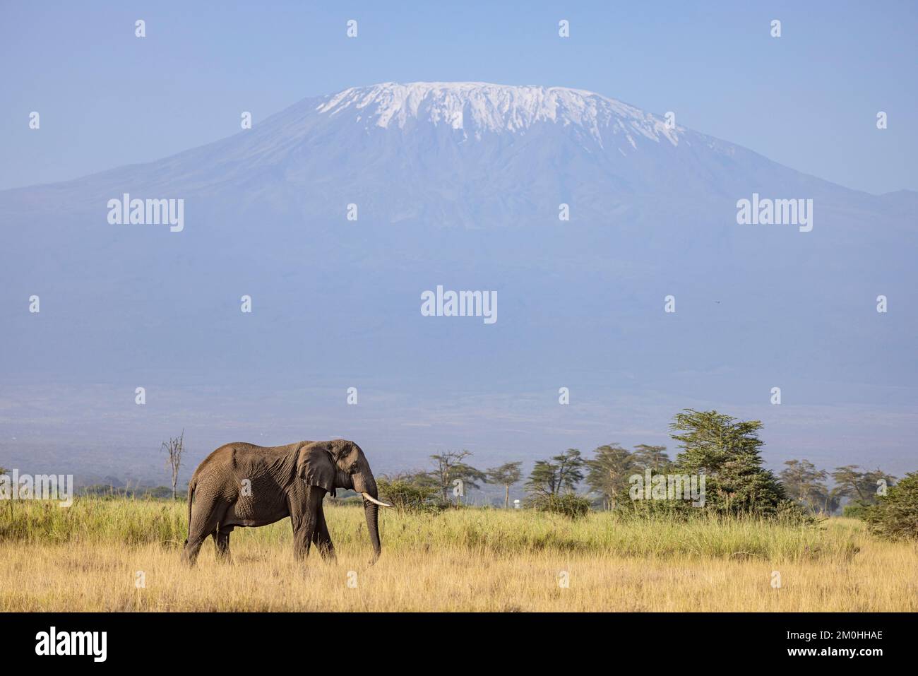 Kenya, Kimana sanctuary, near Amboseli, African Elephant (Loxodonta africana), and Kilimanjaro Stock Photo