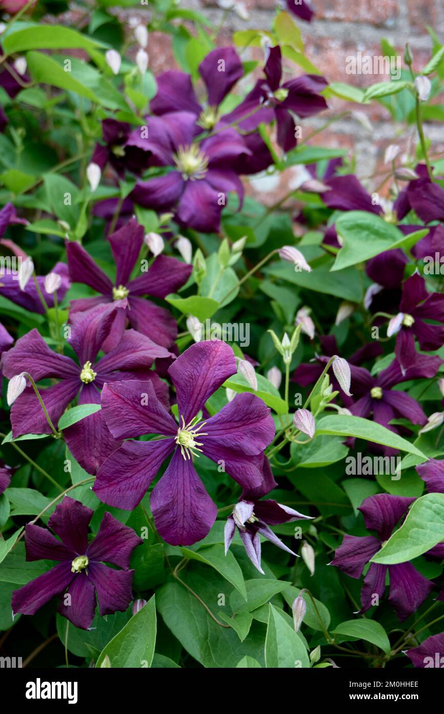 Purple flowers of Clematis viticella Etoile Violette. Stock Photo