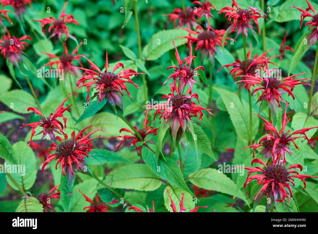 Flowers of aromatic garden perennial plant Monarda Cambridge Scarlet. Stock Photo