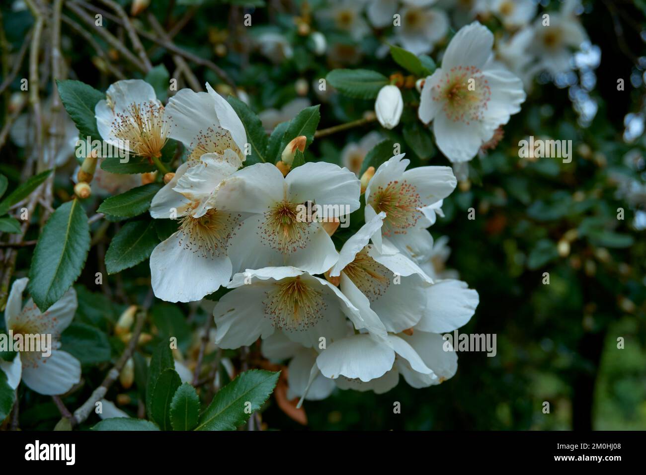 White flowers of shrub Eucryphia nymansensis Nymansay. Stock Photo