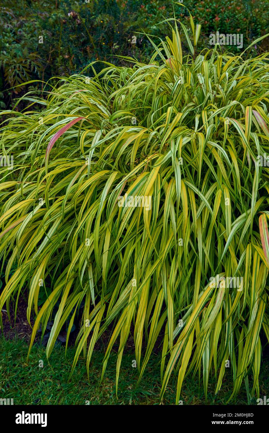 Ornamental grass Hakonechloa macra Aureola Stock Photo