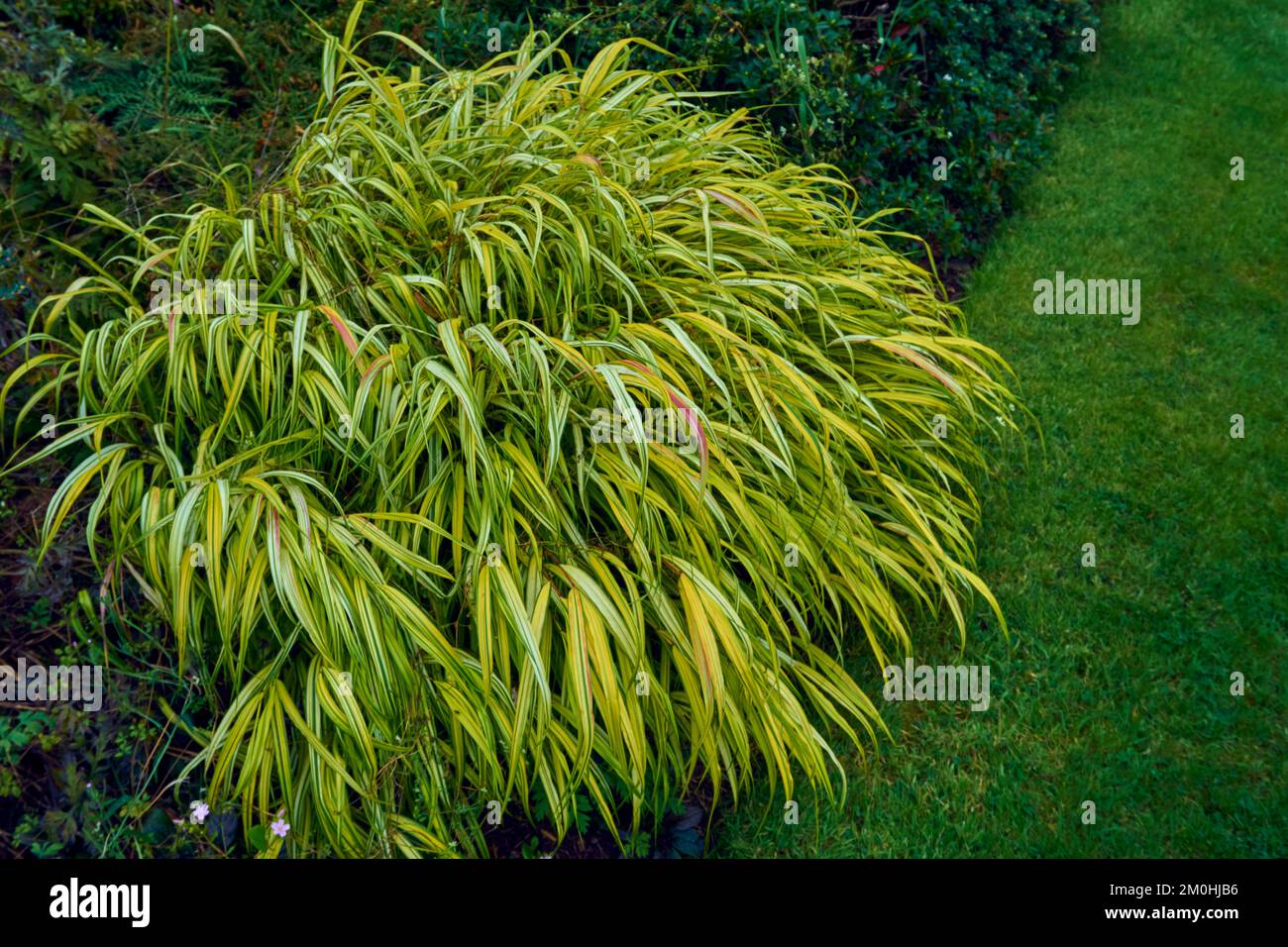 Ornamental grass Hakonechloa macra Aureola Stock Photo Alamy