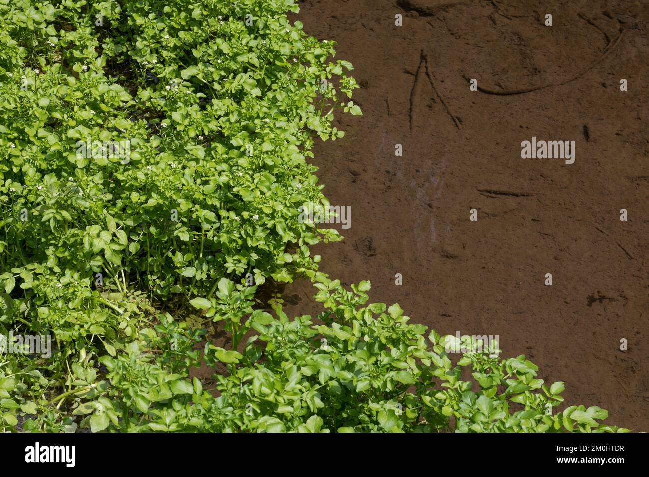 Brunnenkresse, Echte Brunnenkresse, Wasserkresse, Nasturtium officinale, Common Watercress, Watercress, yellowcress, Le Cresson de fontaine, le Cresso Stock Photo